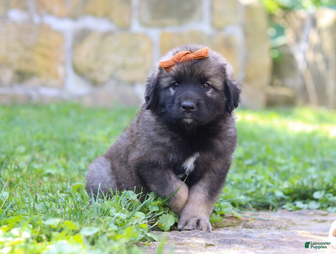 Newfoundland dogs for sale: Anya - Image 4