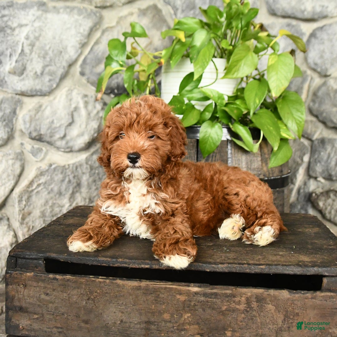 Cockapoo dogs for sale: Sparkey - Image 4