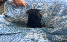 Yorkshire Terrier dogs for sale: Scotty - Image 4
