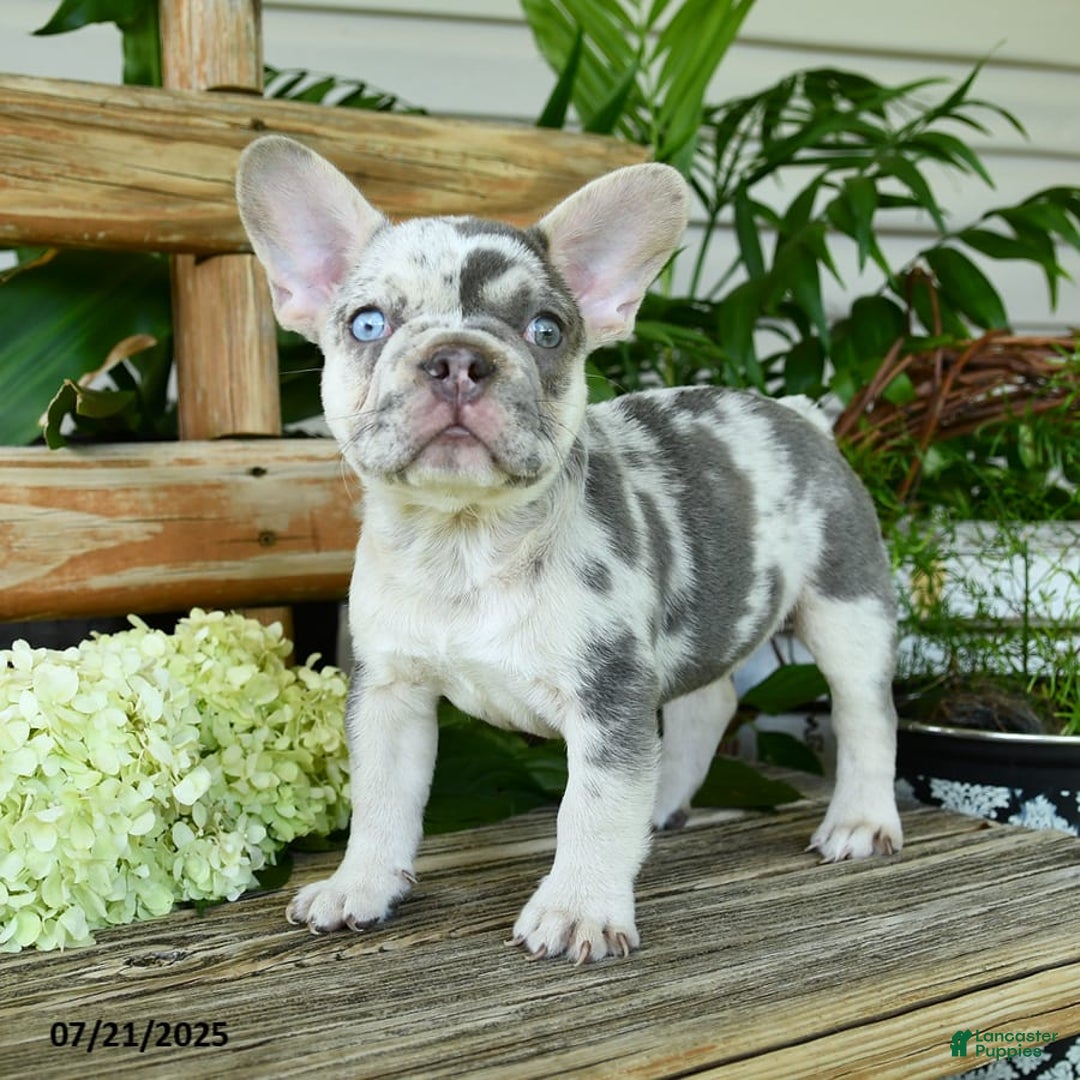 French Bulldog dogs for sale: Wiggles - Image 10