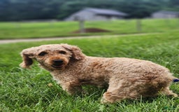 Miniature Poodle dogs for sale: Axel - Image 12