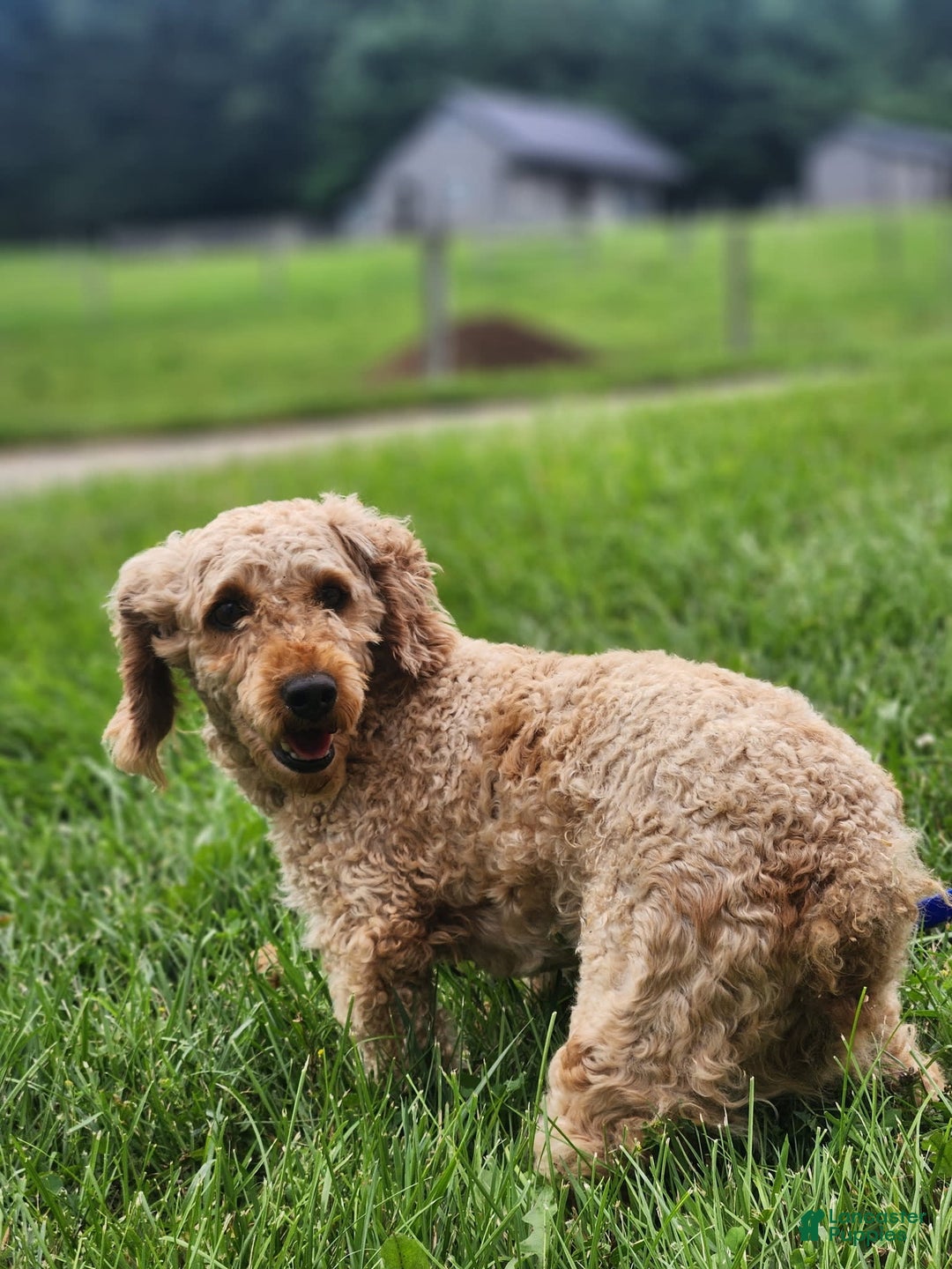 Miniature Poodle dogs for sale: Axel - Image 12