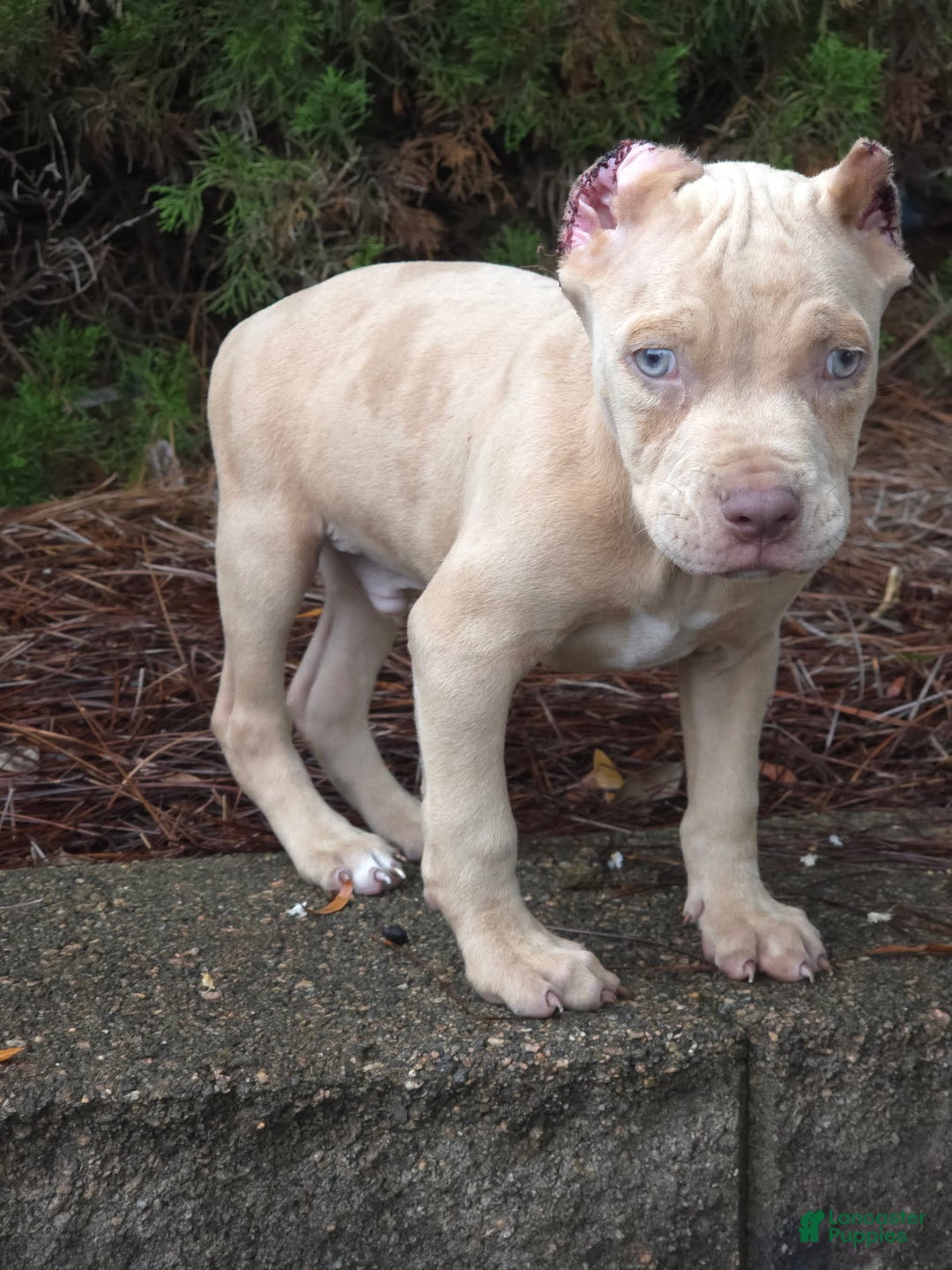 Cane Corso dogs for sale: Mr. Blue Eye Clouds - Image 1