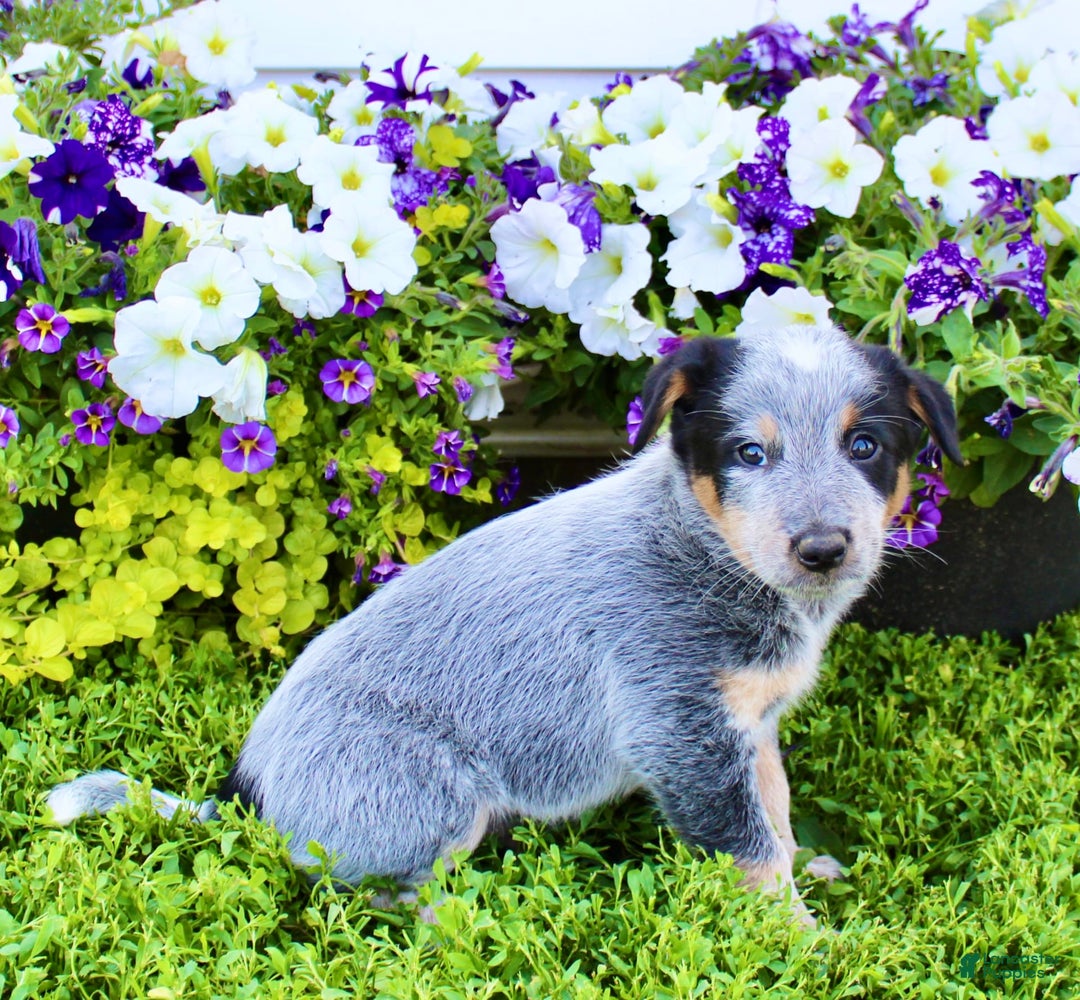 Australian Cattle Dog dogs for sale: Dewy - Image 6