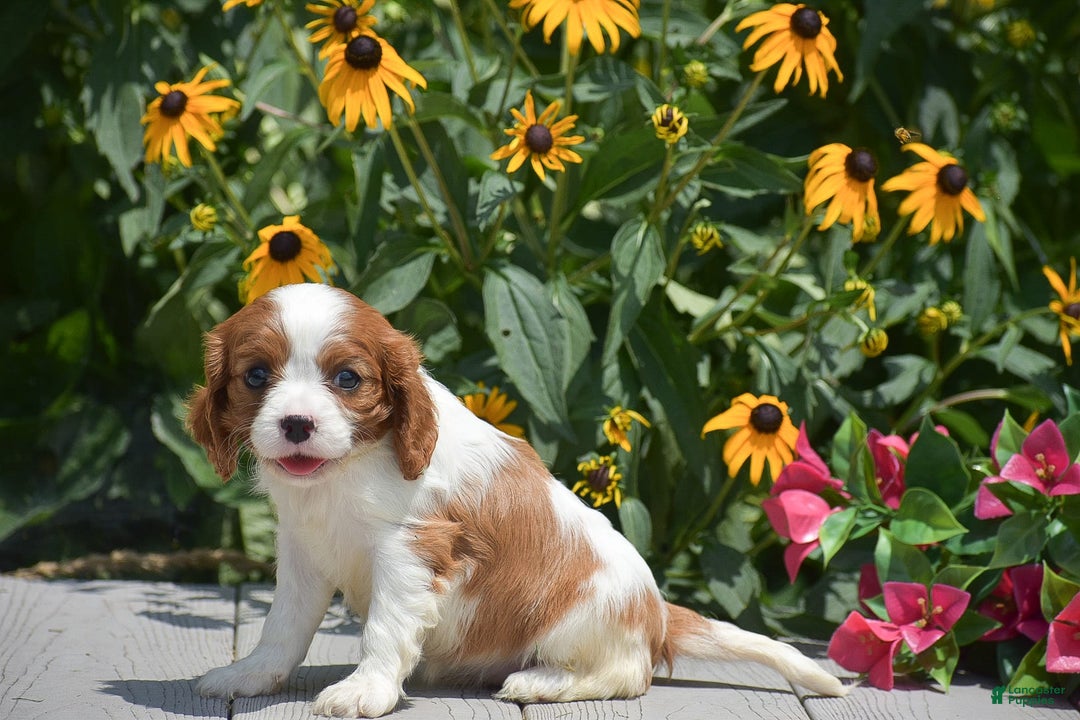 Cavalier King Charles Spaniel dogs for sale: Bethany - Image 1
