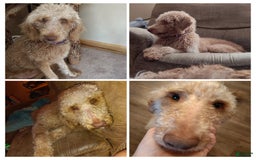 Mini Goldendoodle dogs for sale: Amy - Image 11