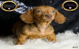 Miniature Dachshund dogs for sale: Stretch - Image 1