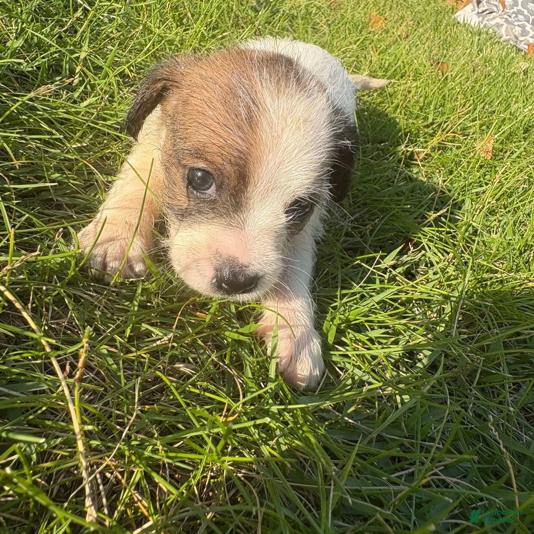 Jack Russell Terrier dogs for sale: Lexi - Image 9