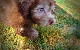 Havapoo dogs for sale: Harmony - Image 12