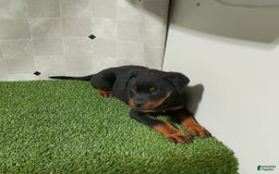 Rottweiler dogs for sale: Angeline - Image 11