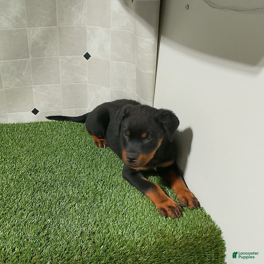 Rottweiler dogs for sale: Angeline - Image 11