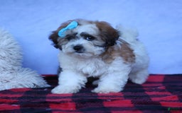 Shihpoo dogs for sale: Hunter - Image 5