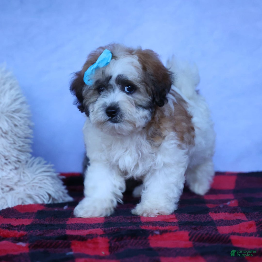 Shihpoo dogs for sale: Hunter - Image 5
