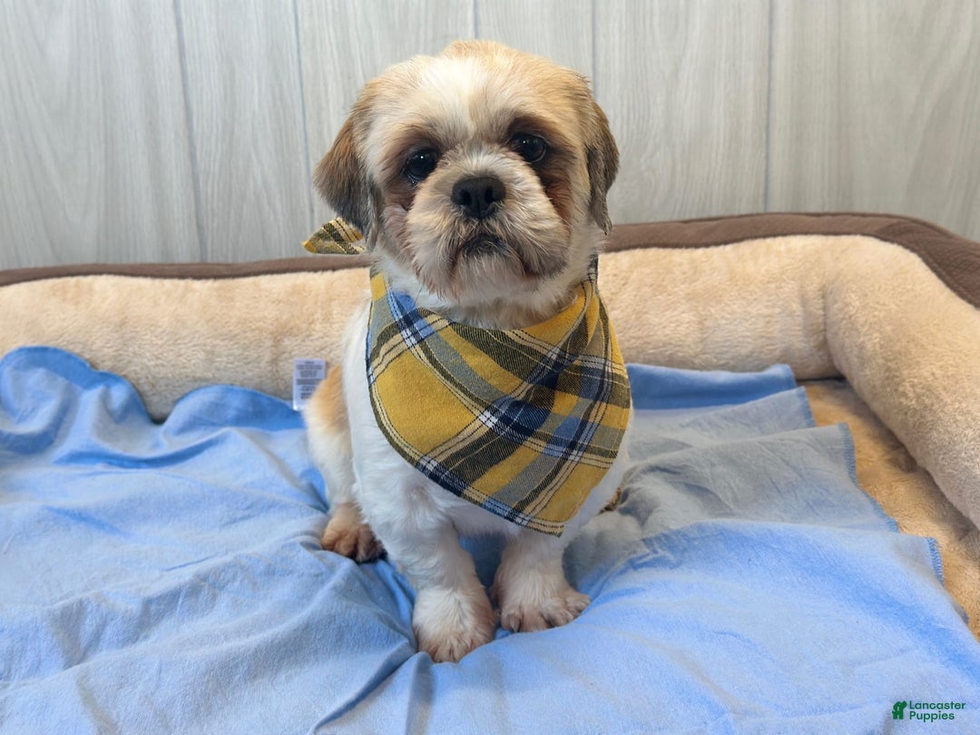Shih Tzu dogs for sale: Snapps - Image 7