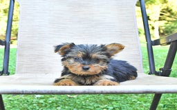 Yorkshire Terrier dogs for sale: Darla - Image 3