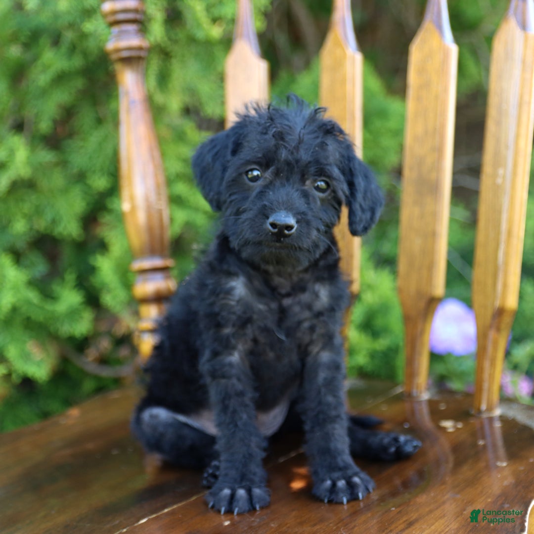 Toy Poodle dogs for sale: Licorice - Image 5