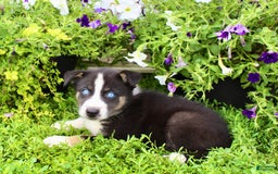 Australian Shepherd dogs for sale: Ranger - Image 4