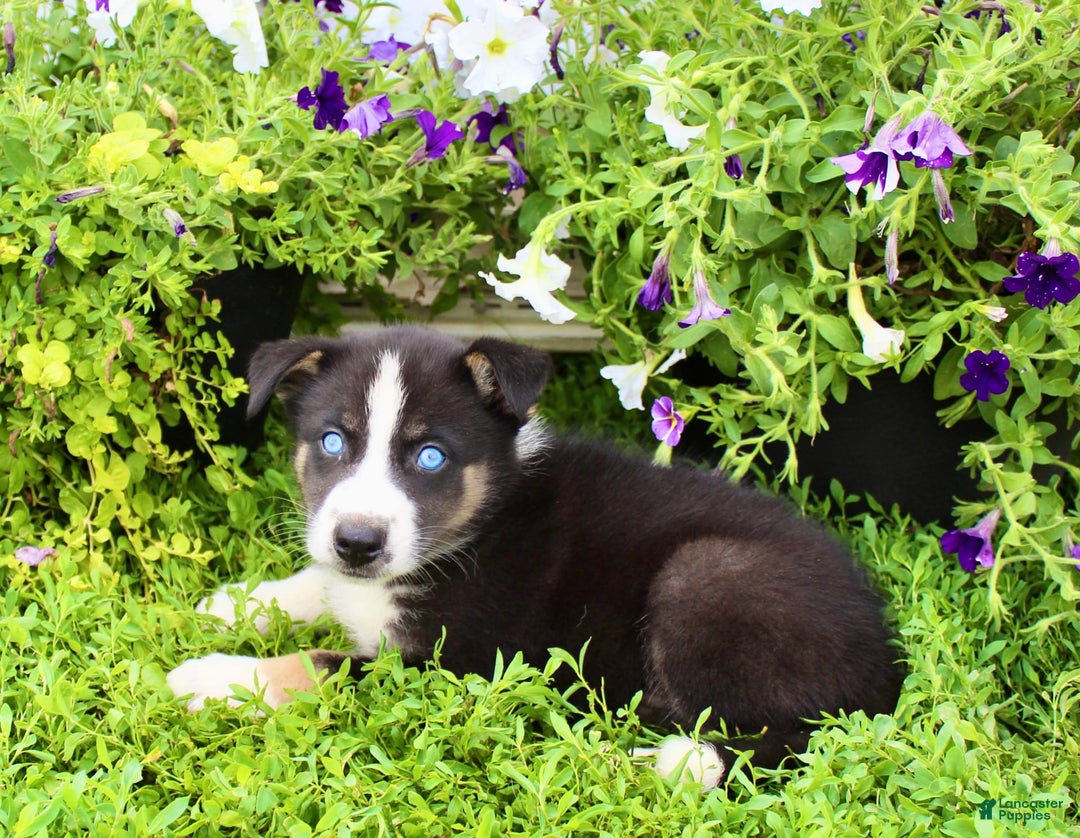Australian Shepherd dogs for sale: Ranger - Image 4