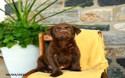 Labrador Retriever dogs for sale: Whiskey - Image 4