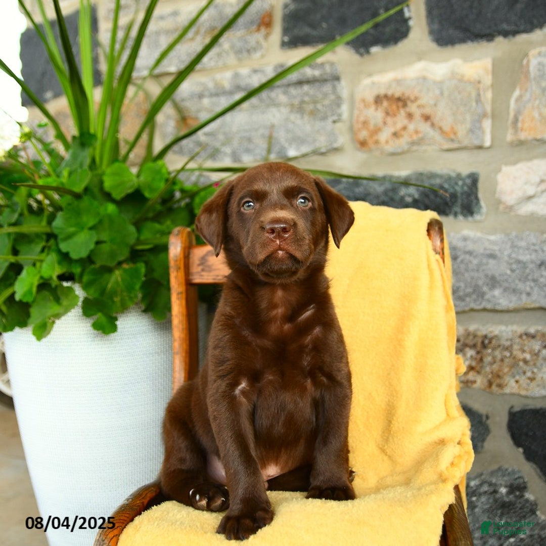 Labrador Retriever dogs for sale: Whiskey - Image 4