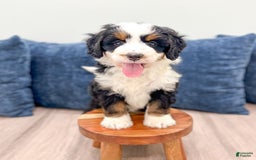 Mini Bernedoodle dogs for sale: Raven - Image 6