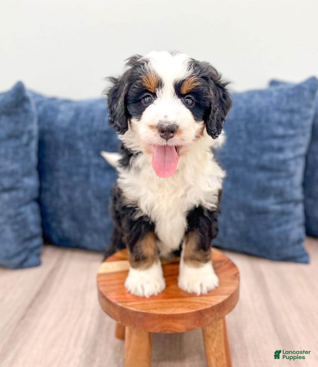 Mini Bernedoodle dogs for sale: Raven - Image 6
