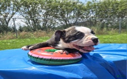 Olde English Bulldogge dogs for sale: Jp - Image 6