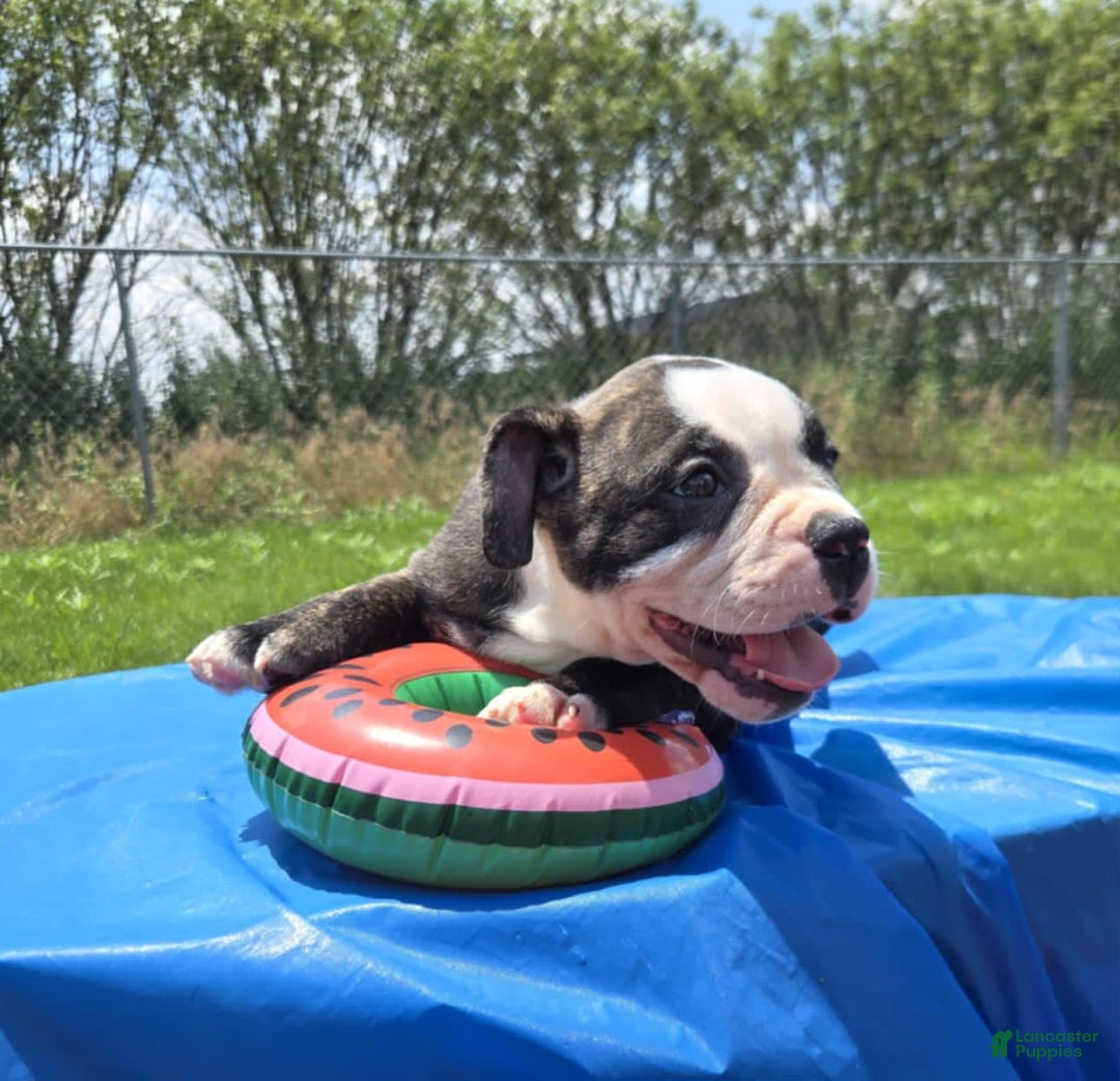 Olde English Bulldogge dogs for sale: Jp - Image 6