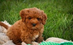 Cavalier King Charles Spaniel dogs for sale: Cavalier King Charles Spaniel 4 puppies - Image 2