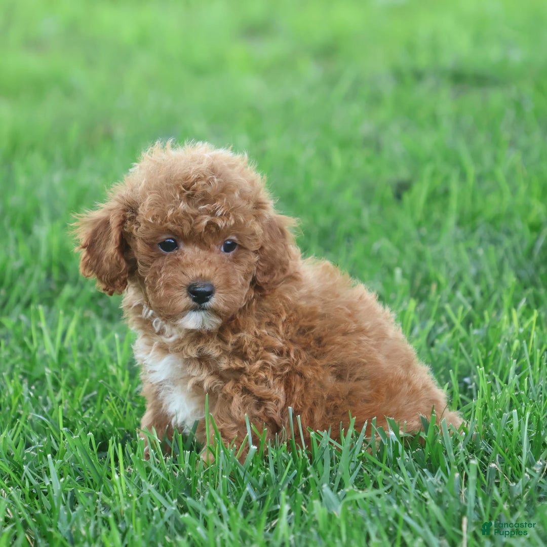 Toy Poodle dogs for sale: Ellie - Image 2