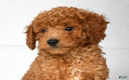 Mini Goldendoodle dogs for sale: Roger - Image 6