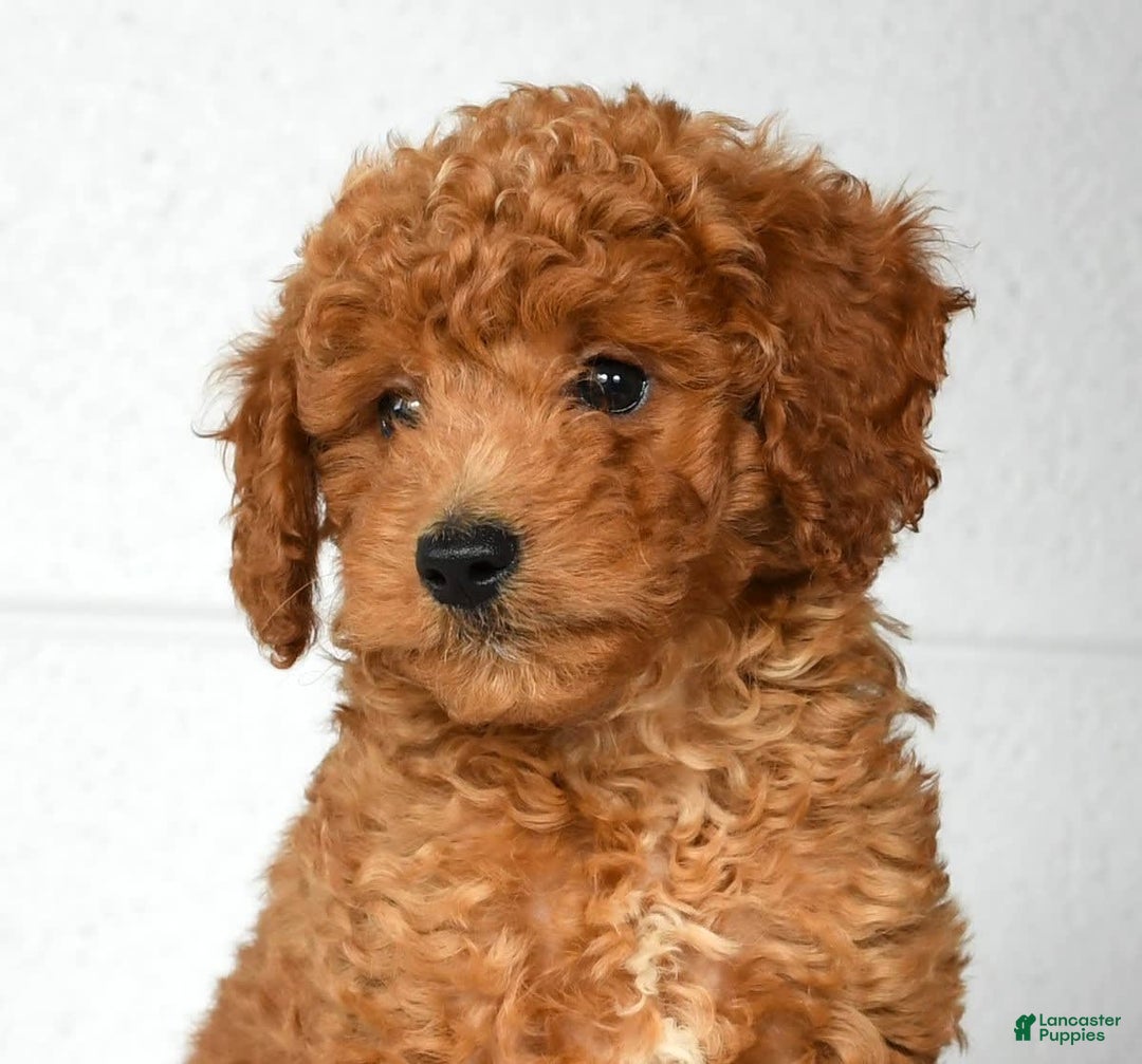 Mini Goldendoodle dogs for sale: Roger - Image 6
