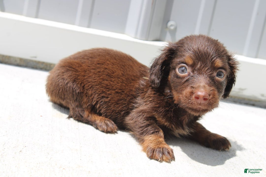Dachshund dogs for sale: Austin Mini - Image 17