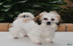 Teddy Bear dogs for sale: Bailey - Image 4