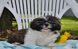 Shih Tzu dogs for sale: Olivia - Image 7