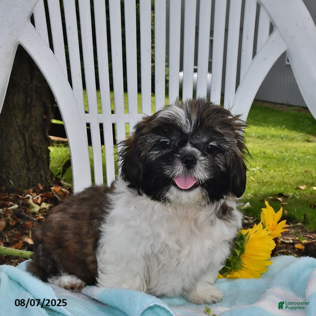 Shih Tzu dogs for sale: Olivia - Image 7