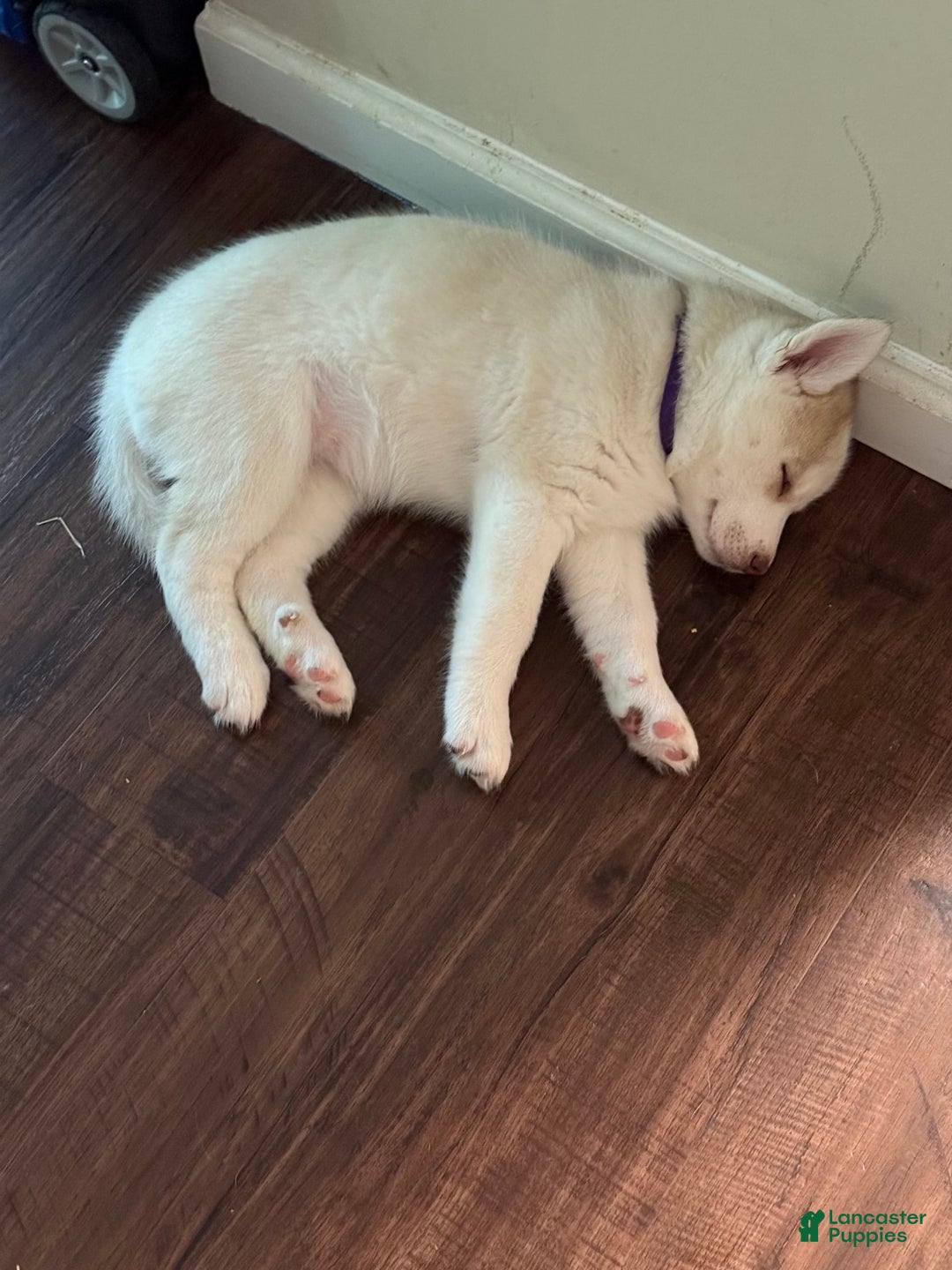 Siberian Husky dogs for sale: Dakota - Image 3