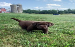Labrador Retriever dogs for sale: Gunner - Image 2