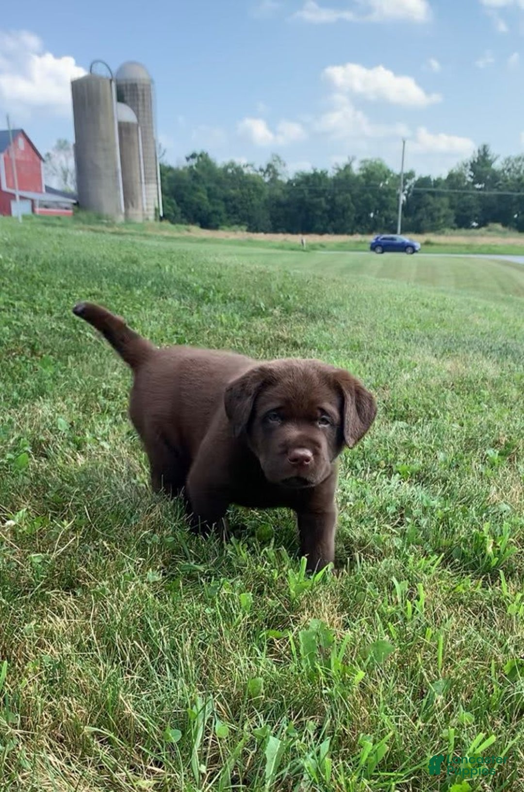 Labrador Retriever dogs for sale: Gunner - Image 2