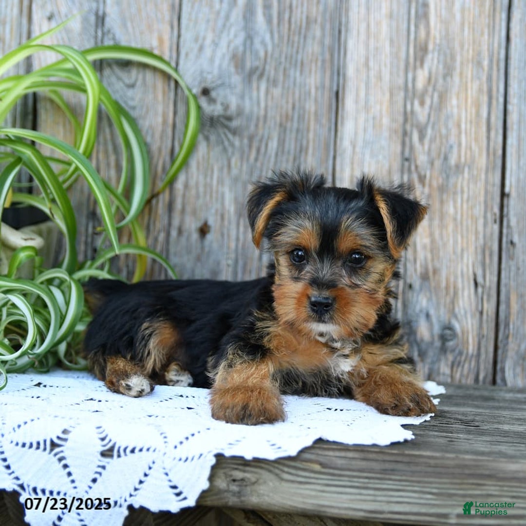 Yorkshire Terrier dogs for sale: London - Image 2