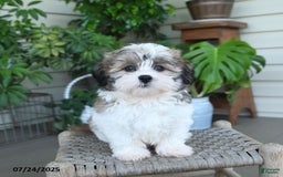 Malshi dogs for sale: Piper - Image 10