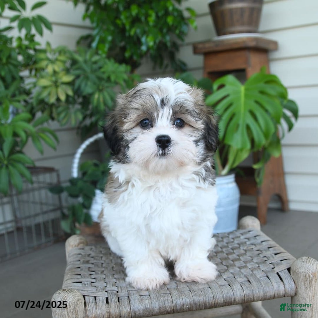 Malshi dogs for sale: Piper - Image 10