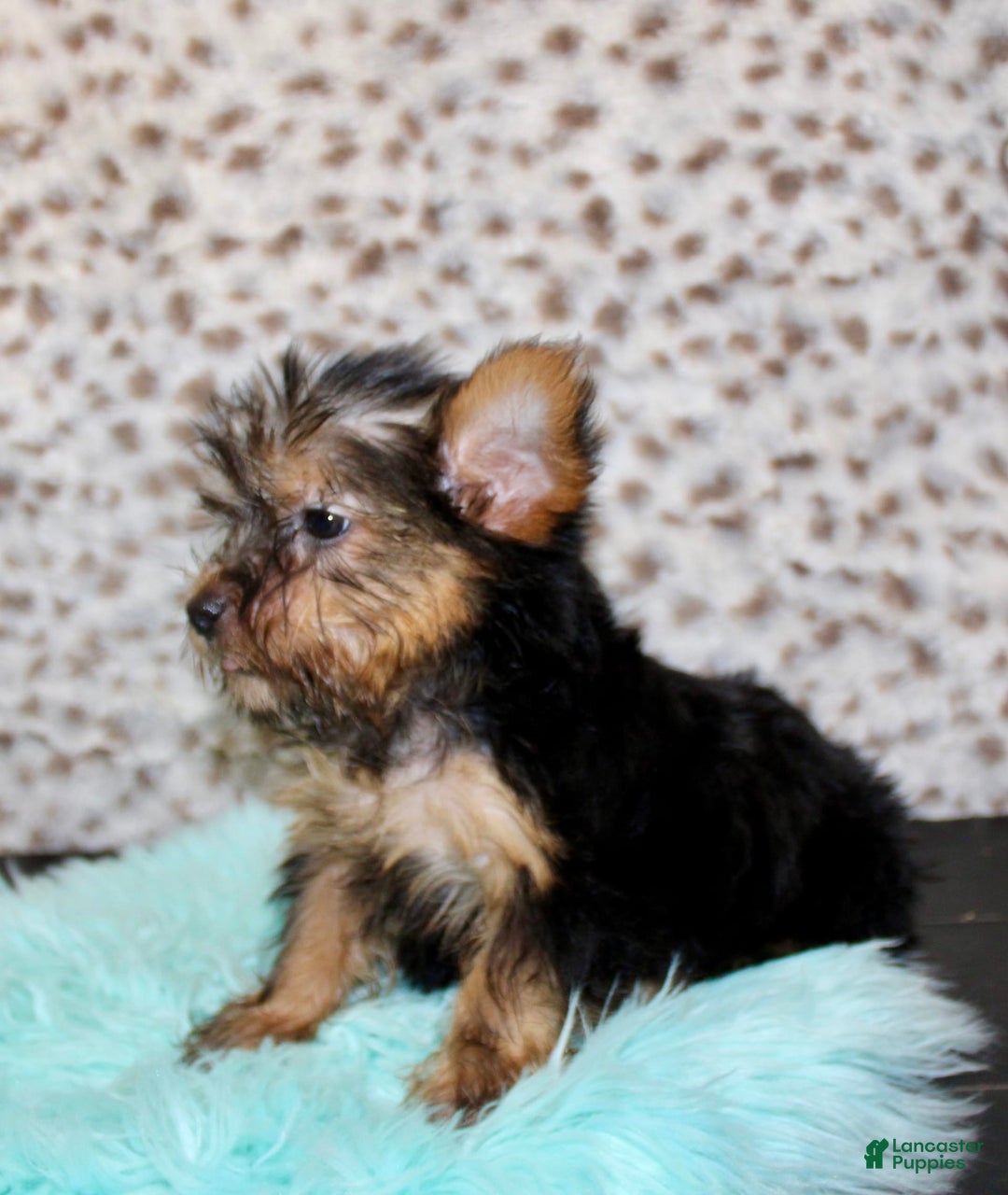 Yorkshire Terrier dogs for sale: Jethro - Image 6