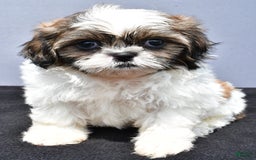 Shih Tzu dogs for sale: Beth - Image 2