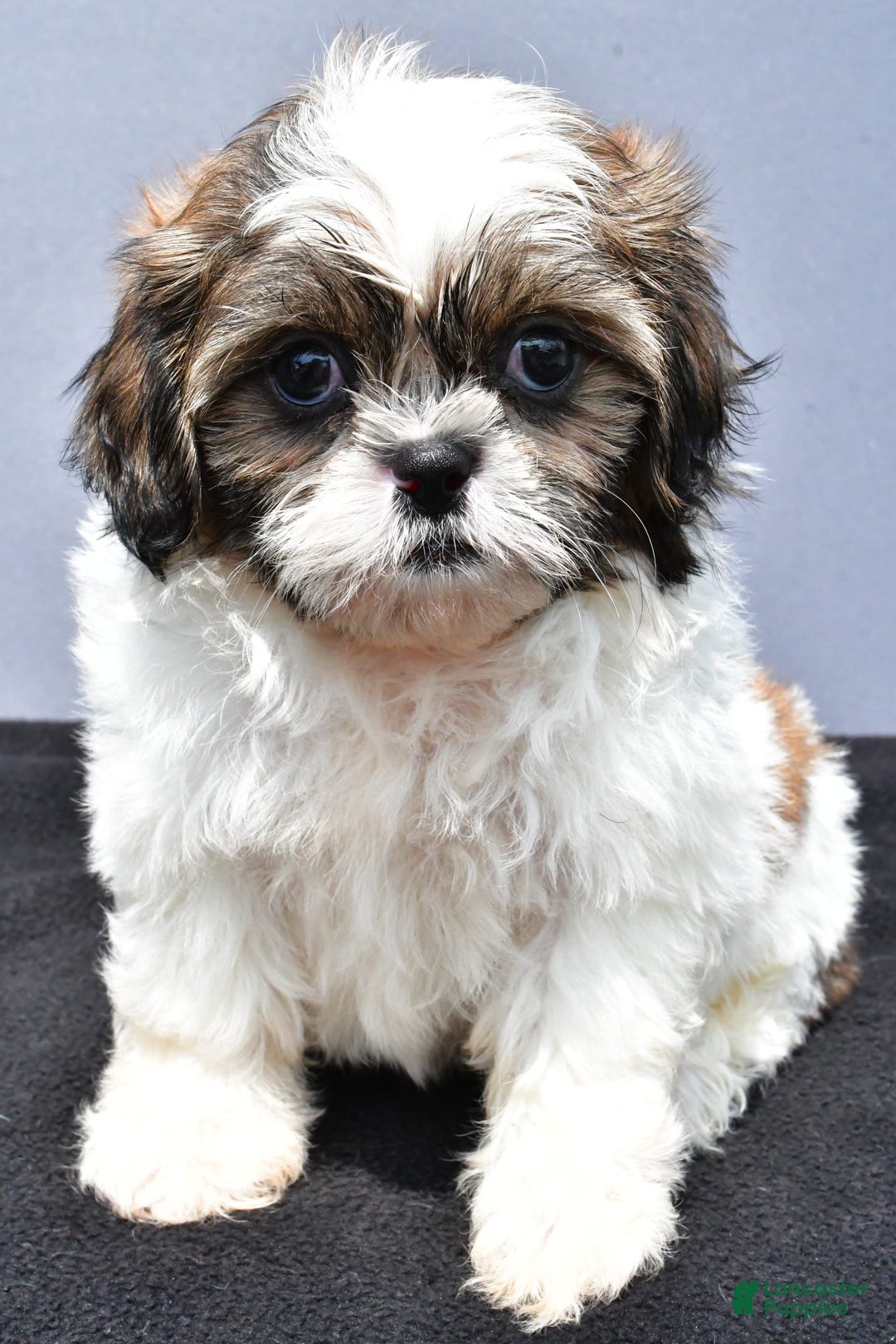 Shih Tzu dogs for sale: Beth - Image 2