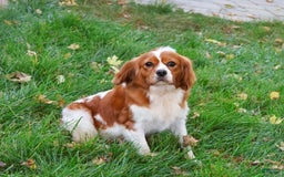 Cavalier King Charles Spaniel dogs for sale: Keisha - Image 2