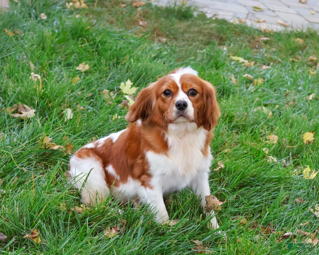 Cavalier King Charles Spaniel dogs for sale: Keisha - Image 2