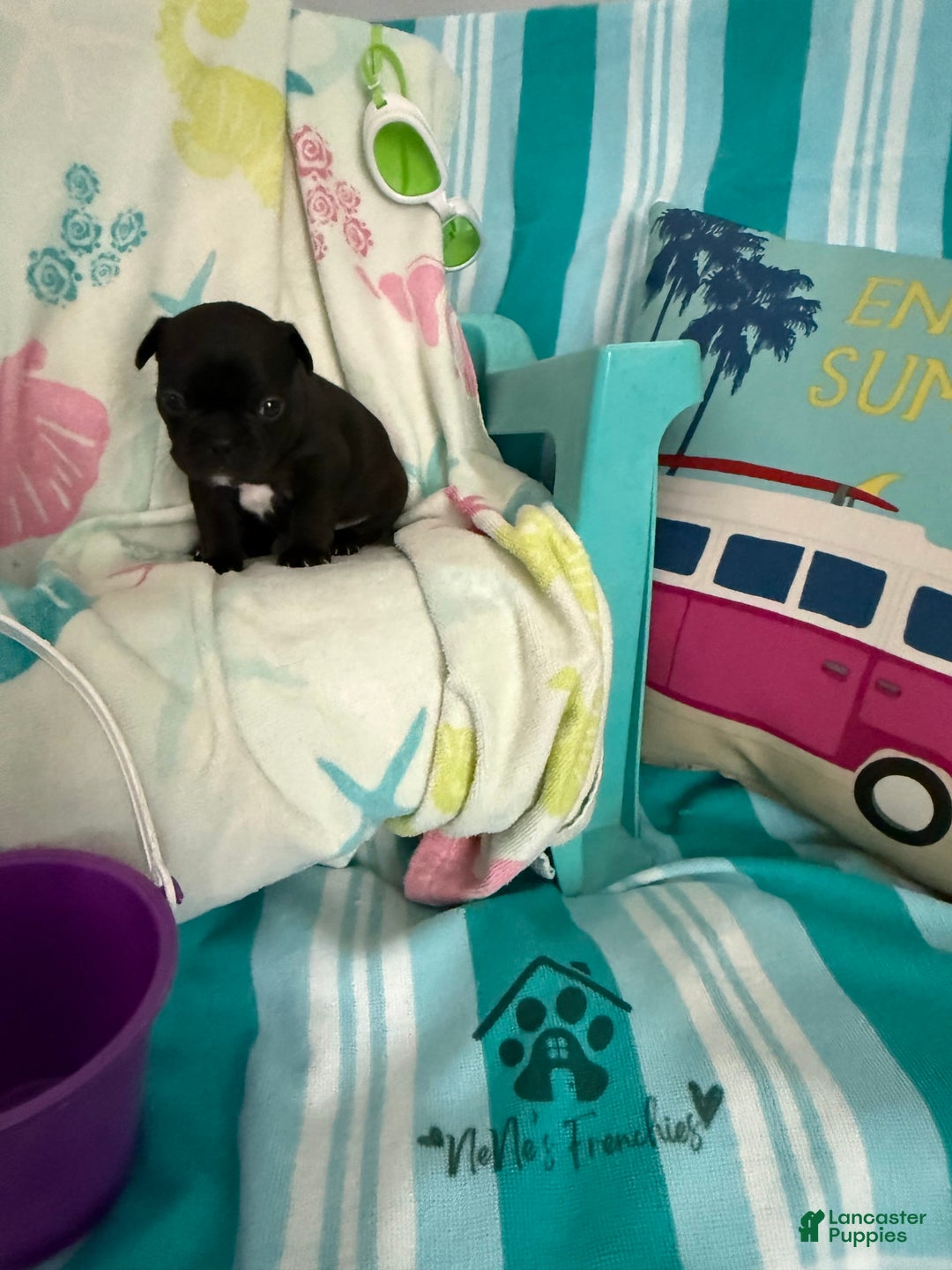 French Bulldog dogs for sale: Akc Black - Image 8