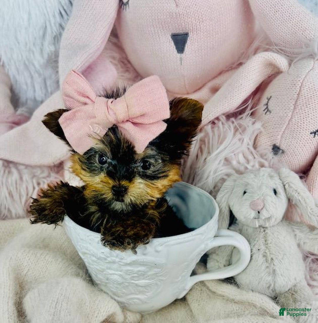 Yorkshire Terrier dogs for sale: Jill - Image 4