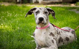 Great Dane dogs for sale: Jamaica - Image 4